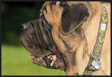 Grangeview mastiffs sales